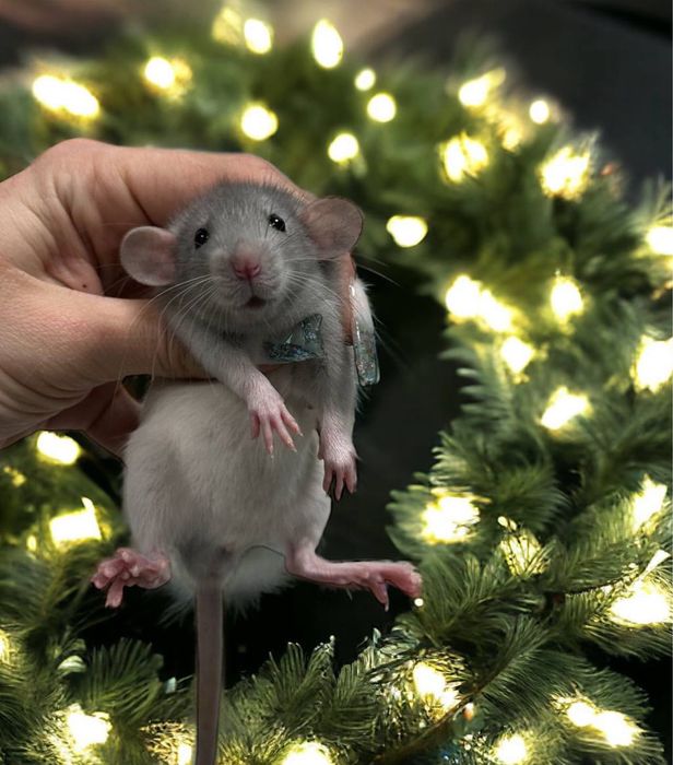 Пацючки дамбо, маленькі щурятка