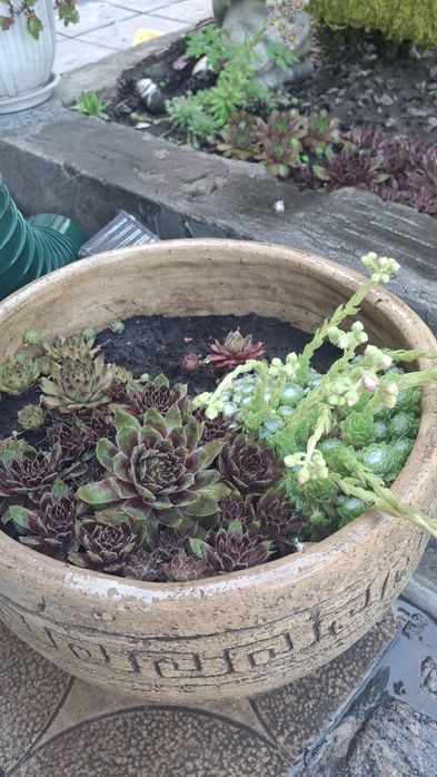 Молодило, каменная роза.