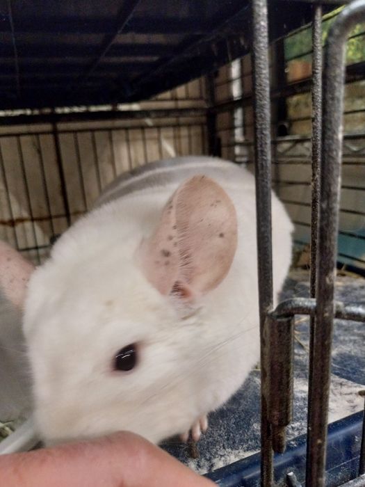 Szynszyla samczyk, chłopaki już dostępna