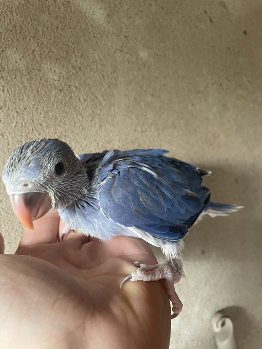 Ring neck VIOLETA muito MEIGO