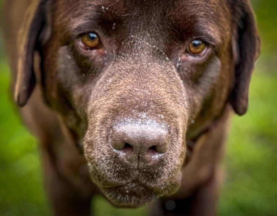 Opieka nad psem , kotem , hotel psi