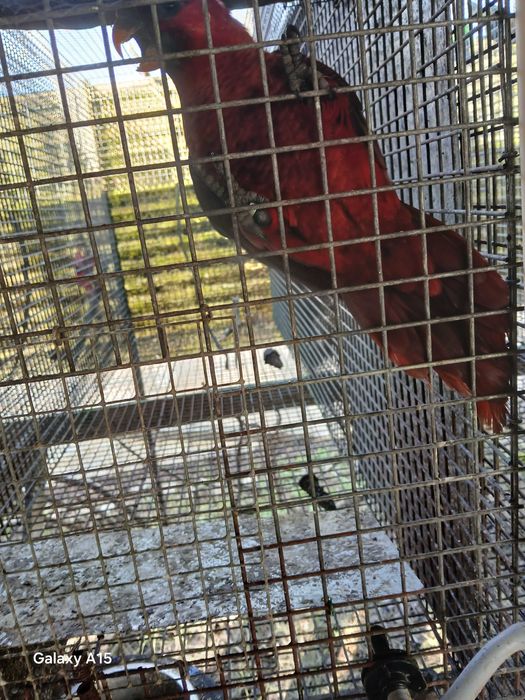 Vendo chalcopsita cardinal macho