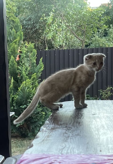 Котики , 3 місяці