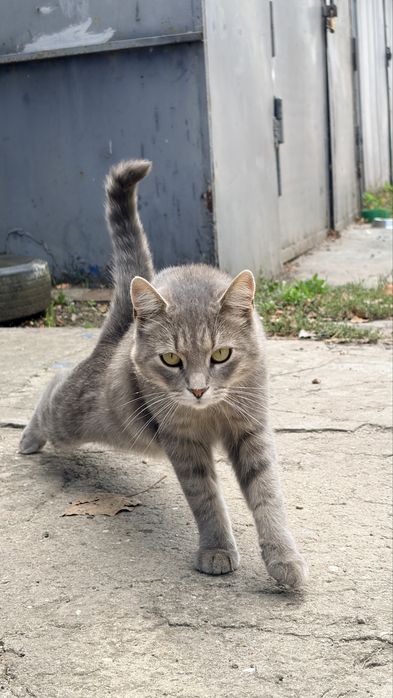 Молодая кошка серая