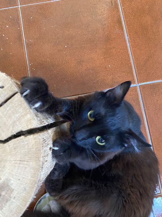 Gatinho para adoção