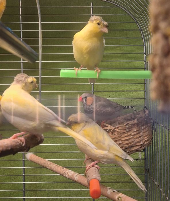 Kanarki samice i samce