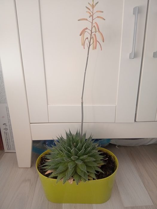 Duży sukulent Gasteria Aurora  Kaktus naszczepki 
 Naszczepki Pilea ka