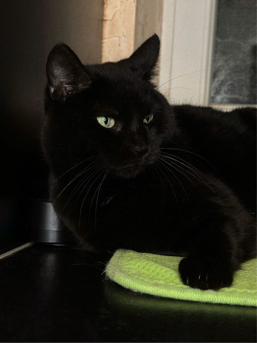 Кішка Парма шукає дім