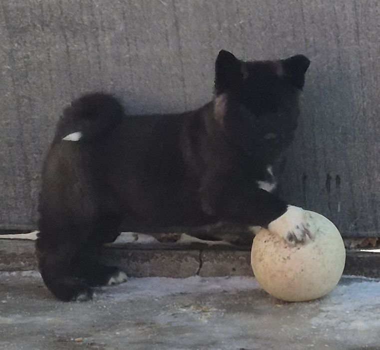 Американська Акіта є доставка