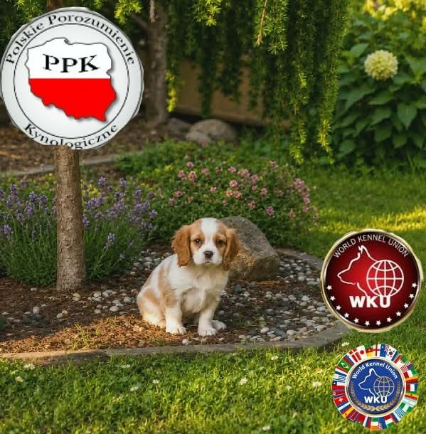 Gotowe już prawie do ODBIORU Cavalier King Charlis Spaniel