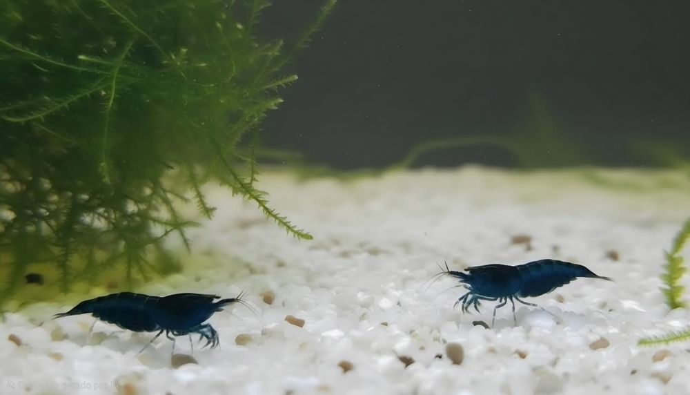 Neocaridina Davidi - Painted Red Fire/Blue Dream - Linhas Selecionadas