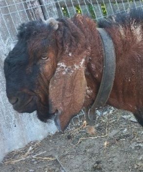 Козлик для парування Ваших кізочок