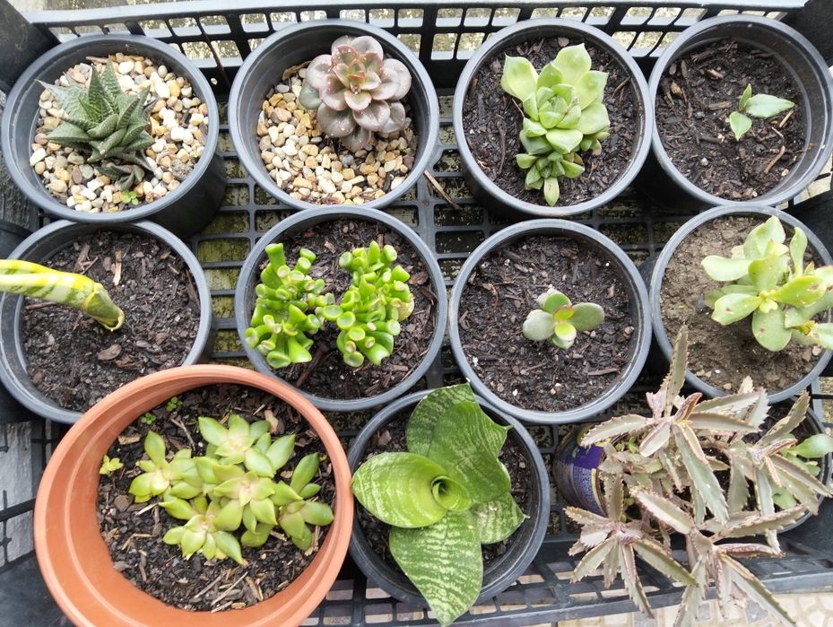 Vasos Improváveis com plantas alusivas pt. 2