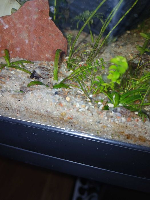 Wyminie/oddam ślimaki świderki