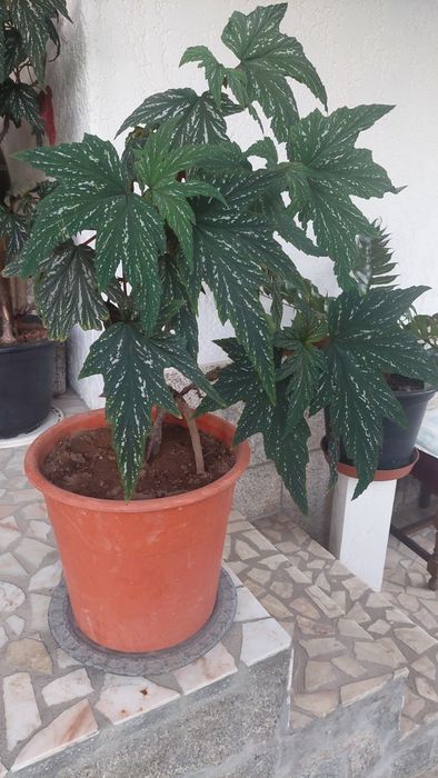 Begônia em vaso com cerca de 1 metro de altura