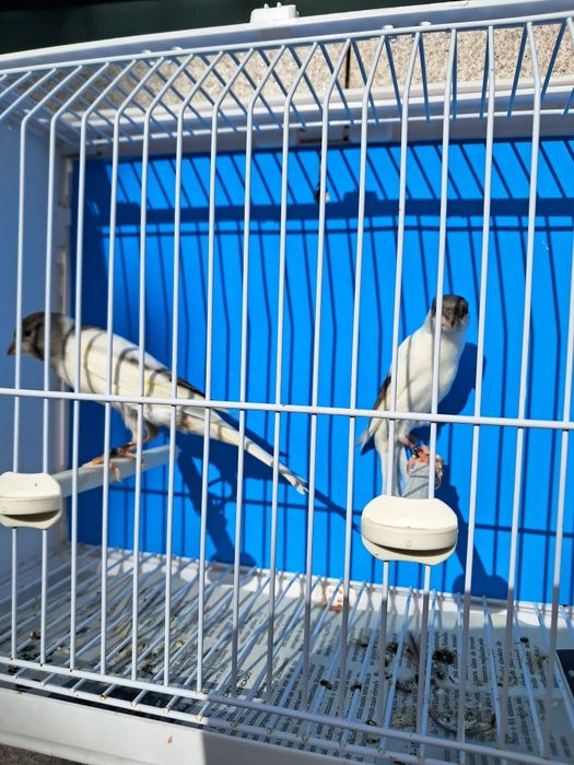 Canários, diversas raças, com qualidade..