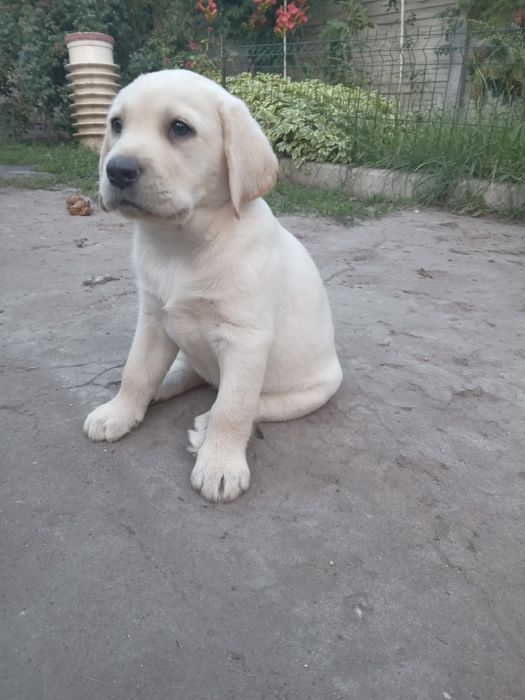 Цуценята чистокровні лабрадора