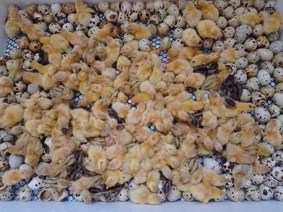 Багато видів! Перепилині інкубаційні яйця