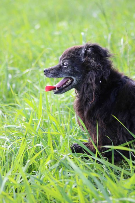 Mapety 2 półdzikie psiaki PEJA  BOBI adopcja schronisko