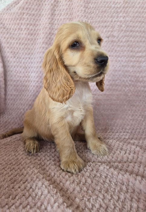 Cocker spaniel suczka 1