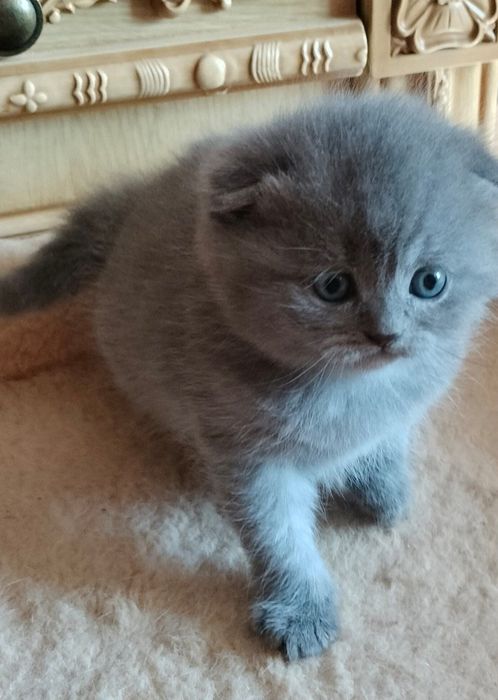 Кошенята котенята