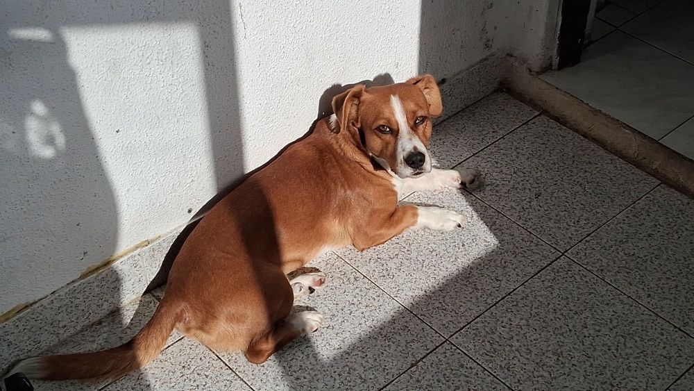 Procura-se um novo lar para o Zeus