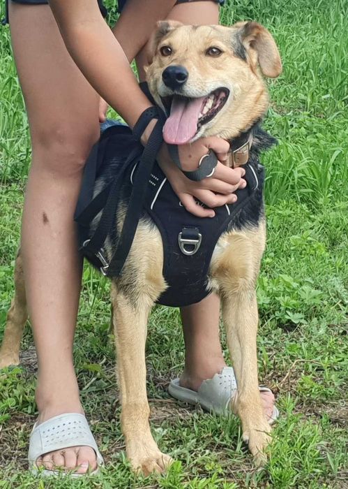 Jacky- wierny przyjaciel na dobre i na złe