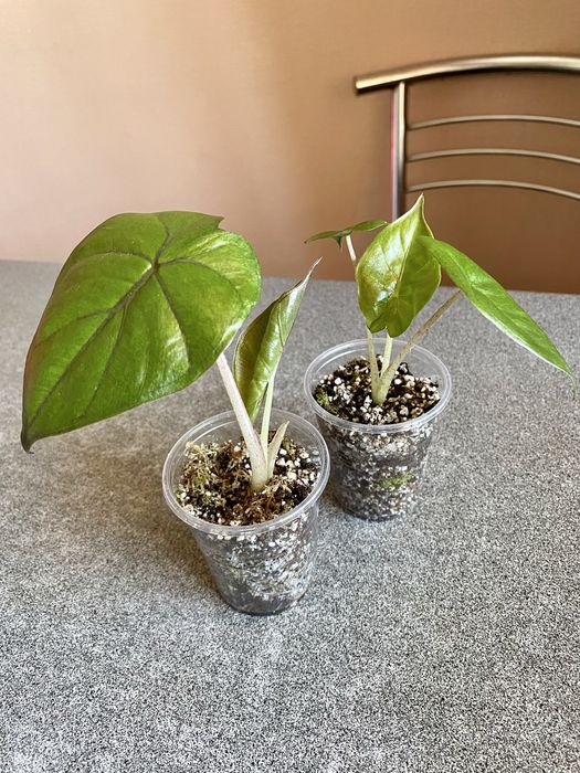 Маранта/Філодендрон/Епіпремнум