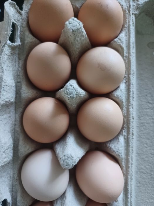 Jajka wiejskie od kur z wolnego wybiegu.