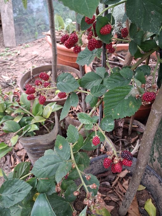 Amoreira Preta (Robus Fruticosus)