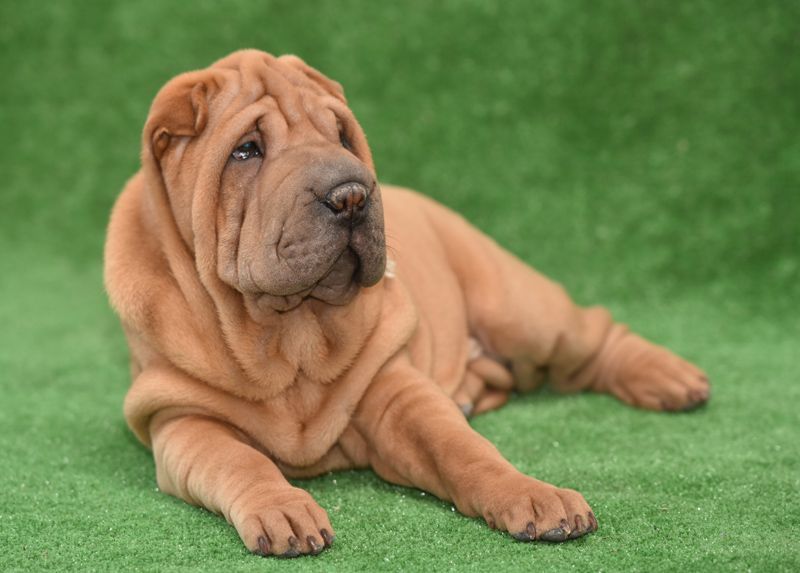 Шарпей, девочка хорс (вид шерсти)