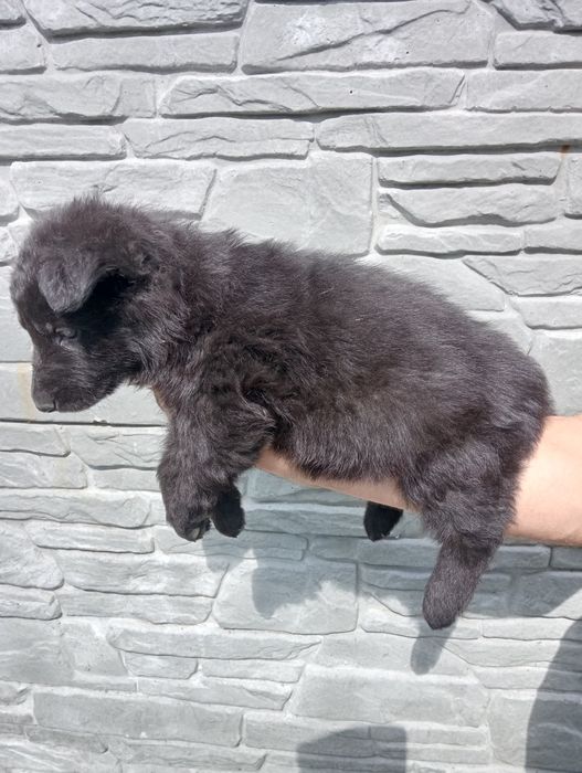 Продам цуценят німецької вівчарки