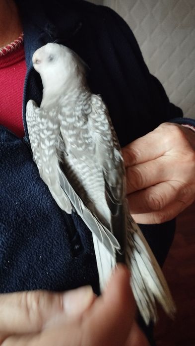 Filhote caturra para acabar de criar a mão