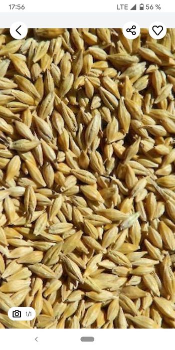 ..Продам ячмінь .