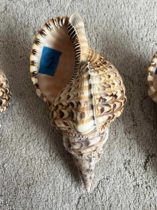 Muszla Trytona dekoracyjna