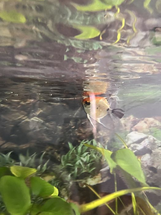 Pterophyllum scalare