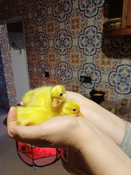 Gansos Bebés/Jovens