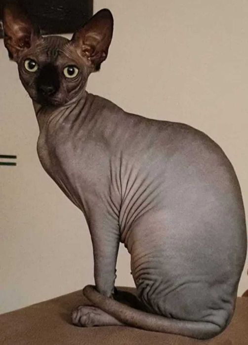 Raro Sphynx Azul macho - disponibilidade imediata para acasalamento