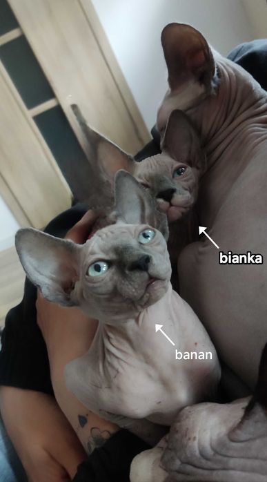 Koty sfinks kanadyjski