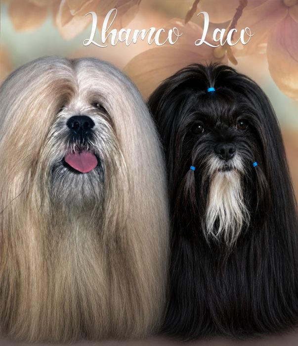 Lhasa Apso piesek