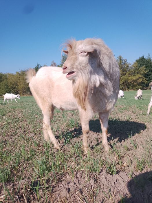 Козел Зааненский, молодой цап.