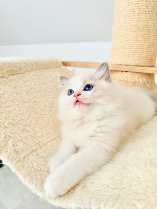 Kocur Ragdoll kociak blue bicolor, kot - rodowód FPL, Draco - gotowy do odbioru
