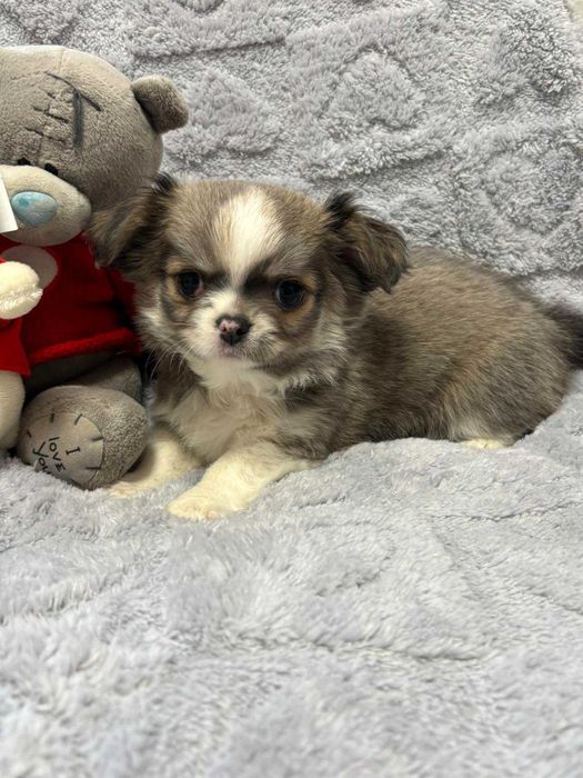 Чихуахуа два мальчика