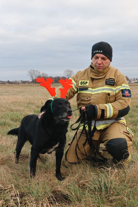 Psiak Czarny szuka domu