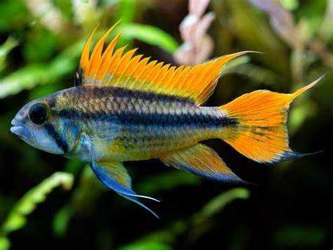 Ryby Pielęgniczka kakadu ORANGE  - Apistogramma cacatuoides, Cetarius