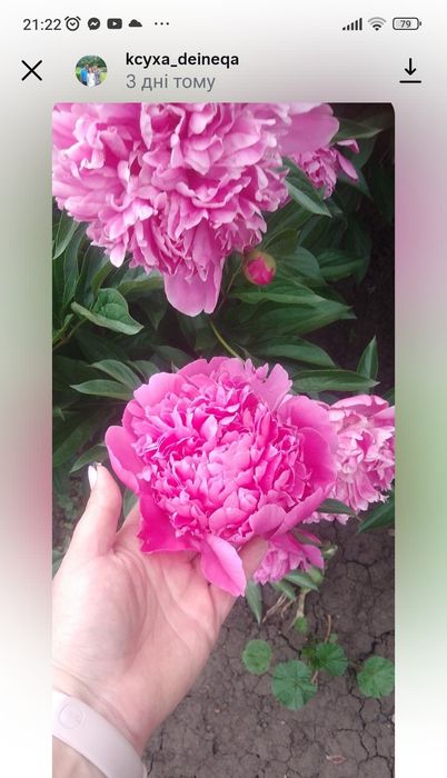 Продам саджанці півонії