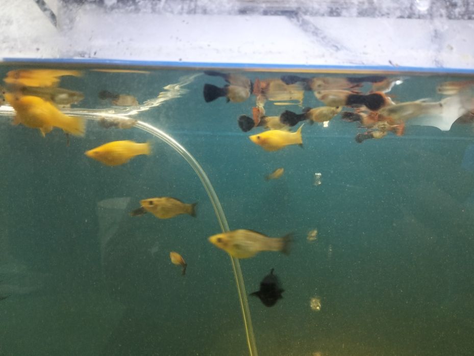 Guppys  e Mollys