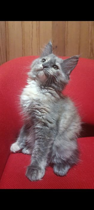 Maine coon fêmea