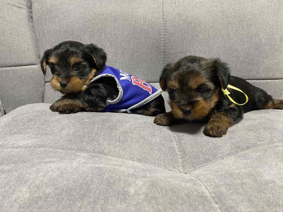 Маленькі чисторовні йорки