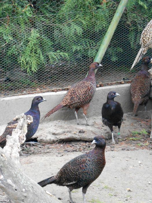 Bażanty melanistyczne  kury